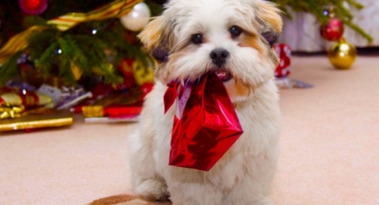 Da ventinove anni amici a quattro zampe e padroni si ritrovano a Natale sotto l'albero