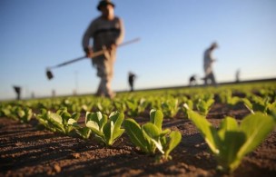 La Regione Marche sollecita il sostegno del Governo agli operatori agricoli