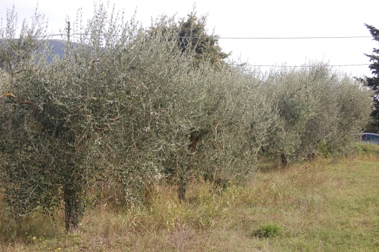 Calo di vendite dell'olio extravergine di oliva marchigiano, preoccupazione per l'arrivo di quello spagnolo nei mercati