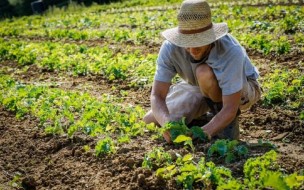 Con questo bando il Comune di Fano vuole concedere dieci terreni agricoli ai giovani agricoltori