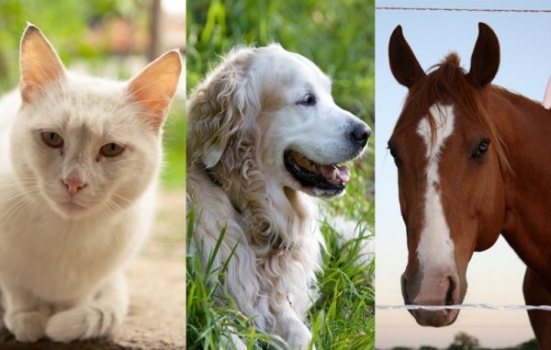 Nuovo DPCM: il vademecum dell'OIPA con tutte le informazioni utili per i possessori di animali