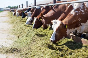 Dalla Regione 1,5 milioni di aiuti agli allevamenti bovini da carne per l’emergenza Covid-19