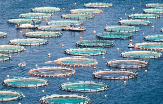 La Regione Marche vuole creare una filiera sostenibile della pesca e dell'acquacoltura