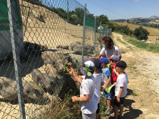 Il monito di Coldiretti in occasione di Sant'Antonio protettore degli animali: "Dal terremoto perso il 20% delle aziende"