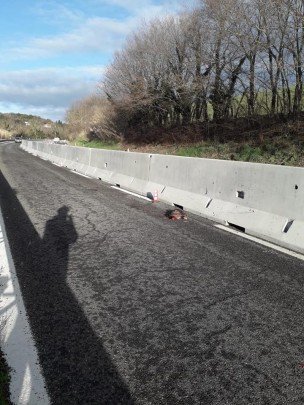 Comitato Consolare Flaminia: "Primo istrice investito sulla Siligata con i new jersey e temiamo non sarà l'unico"