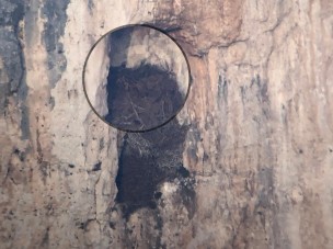 Furlo, la coppia di aquile reali ha iniziato la nidificazione sulla parete rocciosa del Monte Paganuccio