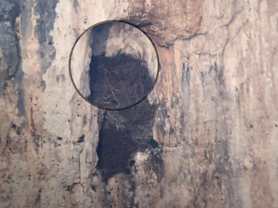 Furlo, la coppia di aquile reali ha iniziato la nidificazione sulla parete rocciosa del Monte Paganuccio