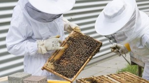 «Produzione di miele quasi azzerata e api da salvare», l'allarme degli apicoltori della provincia