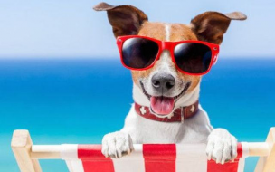 Dopo il successo della passata stagione torna "Abbaia Flaminia", spiaggia per bagnanti con cani al seguito a Pesaro