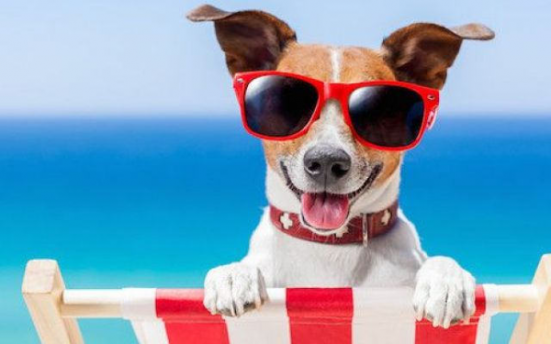 Dopo il successo della passata stagione torna "Abbaia Flaminia", spiaggia per bagnanti con cani al seguito a Pesaro