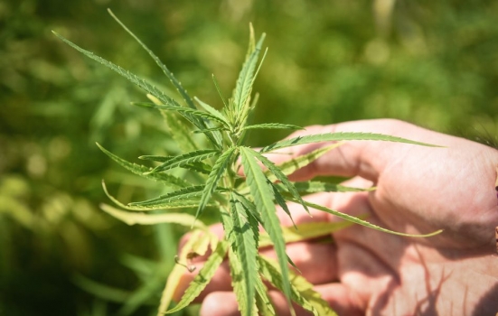 Cosa c'è da sapere sul referendum Cannabis Legale