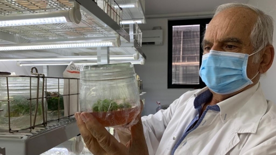 Sabato a Cartoceto il seminario per presentare i primi risultati del progetto "Oliv-GET"