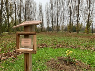Al Parco Miralfiore di Pesaro è stato piantato un ginko biloba, noto anche come l'albero della pace