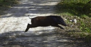 Peste suina africana, Carloni: "Può arrivare anche nelle Marche, costituito il Nucleo per la prevenzione"
