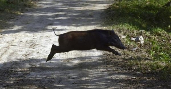 Peste suina africana, Carloni: "Può arrivare anche nelle Marche, costituito il Nucleo per la prevenzione"