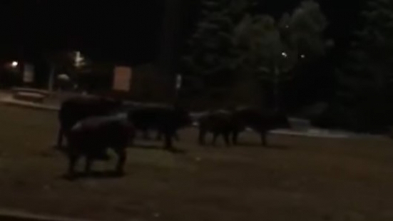 Cinghiali alla rotatoria di Villa Fastiggi, Coldiretti: "Non c'è niente da scherzare, fauna selvatica fuori controllo"