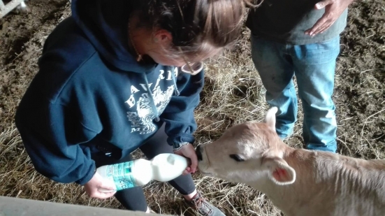 Coldiretti: "Materie prime alle stelle e rincari energetici, la filiera marchigiana del latte ora è alle corde"