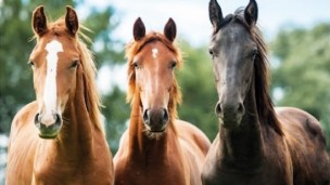 Ora è ufficiale, il sindaco Piccini: "L'edizione primaverile di Cantiano Fiera Cavalli sarà il 30 aprile e 1° maggio"