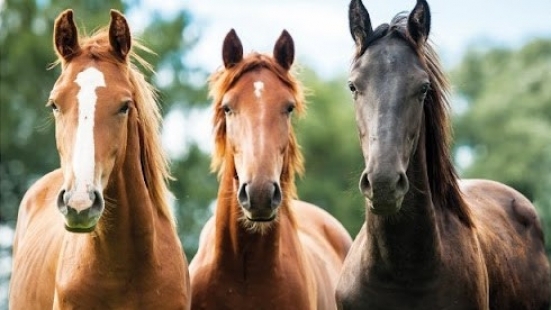 Ora è ufficiale, il sindaco Piccini: "L'edizione primaverile di Cantiano Fiera Cavalli sarà il 30 aprile e 1° maggio"