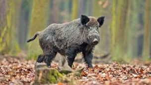 Gestione del cinghiale nella Riserva della Gola del Furlo: "Aumentano le stazioni di sparo e i cacciatori ammessi"