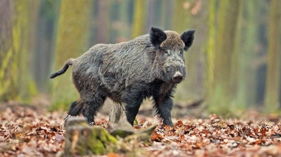 Gestione del cinghiale nella Riserva della Gola del Furlo: "Aumentano le stazioni di sparo e i cacciatori ammessi"
