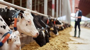 Coldiretti Marche: "Riconosciuti ai produttori di latte fino a 49,5 centesimi al litro, ascoltato il nostro appello"