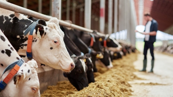 Coldiretti Marche: "Riconosciuti ai produttori di latte fino a 49,5 centesimi al litro, ascoltato il nostro appello"