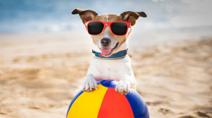 Pozzi: "Anche quest'estate Pesaro avrà la sua spiaggia dei cani a Baia Flaminia, pubblicato il bando"