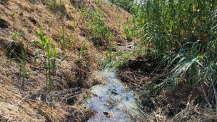 Ucchielli: "Sollecitiamo per l'ennesima volta Regione e Consorzio di Bonifica per la pulizia del Fosso Taccone"