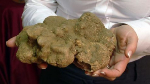 Un tartufo da 650 grammi è stato trovato oggi nelle colline di Acqualagna, "esemplare di grande qualità"