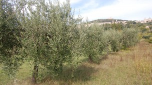 Di Sante (Coldiretti): "Una raccolta delle olive di qualità e quantità ma per i produttori pesano i rincari"