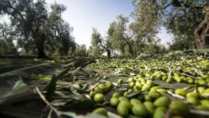 DOP Cartoceto, venerdì all'interno degli spazi del Fanocenter l'evento-degustazione del nuovo olio