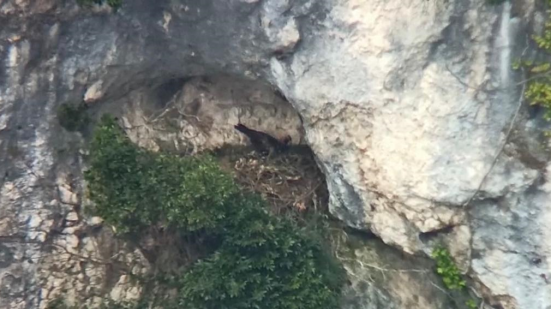 La coppia di aquile reali che vive nella Riserva naturale statale del Furlo ha iniziato il periodo di nidificazione