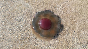 Meduse in acqua, l'invito dell'assessora Conti: "No ai comportamenti crudeli e contrari alla legge"