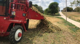 Coldiretti Marche: "Vola la barbabietola da zucchero, stimata una produzione di ben 650mila quintali"