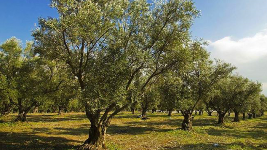 Quattro ulivi in memoria dei tre operatori sanitari e del paziente morti nell'incidente del 27 dicembre a Urbino