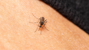 Nelle Marche sono stati registrati ad oggi 36 casi di Dengue: 34 a Fano, 1 a Cartoceto e 1 a San Costanzo