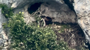 Al Furlo sono nati due piccoli di aquila reale