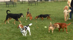 Pesaro approva il regolamento per le aree di sgambamento cani: "Più sicurezza e benessere"