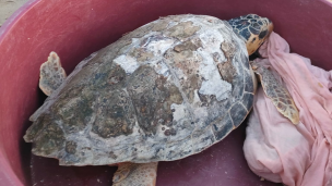 Pesaro, oltre 200 persone all'alba per il rilascio in mare di Futura: la tartaruga caretta caretta