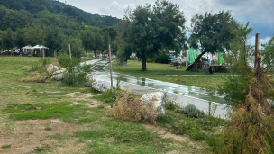 Vandalizzati alcuni alberi a Baia Flaminia: il Comune di Pesaro condanna il gesto
