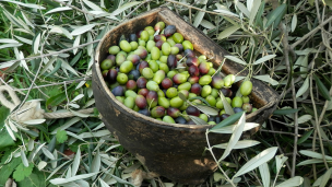 Olivicoltura marchigiana, annata record: 4.320 tonnellate di olio nella campagna 2024-2025