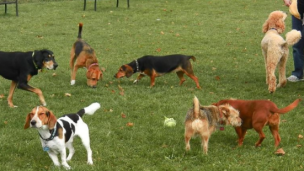 Sant'Orso, sgambatoio cani temporaneo per i lavori della Ciclovia del Metauro
