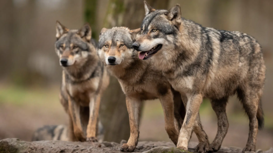 Tavullia, incontro pubblico sulla presenza del lupo: appuntamento il 5 ottobre