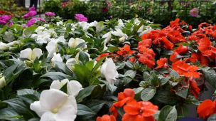 Fano, torna la Festa dei Fiori al Pincio: colori, profumi e musica dal 26 al 28 settembre