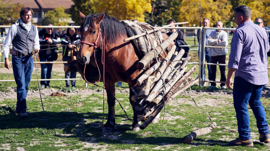 Cantiano Fiera Cavalli 2025: edizione da record con oltre 12mila presenze