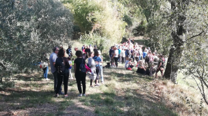 Monteciccardo celebra la "Camminata tra gli Olivi": un'edizione dedicata alla Pace e all'"oro verde"