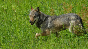 Avvistato un lupo a Fano: il Comune avvia controlli e raccomanda attenzione ai cittadini