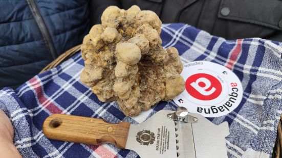 Ritrovamento record ad Acqualagna: tartufo bianco da 550 grammi per l'azienda Marini