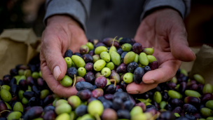 Cartoceto DOP, il Festival 2025: due domeniche tra olio, arte e spettacoli